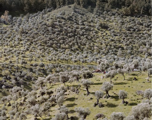 Greenberg-OliveGarden